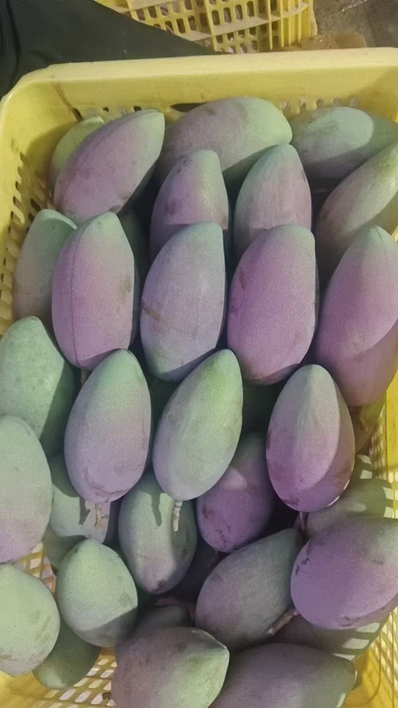 百色田东金煌芒果台农芒果贵妃芒果
