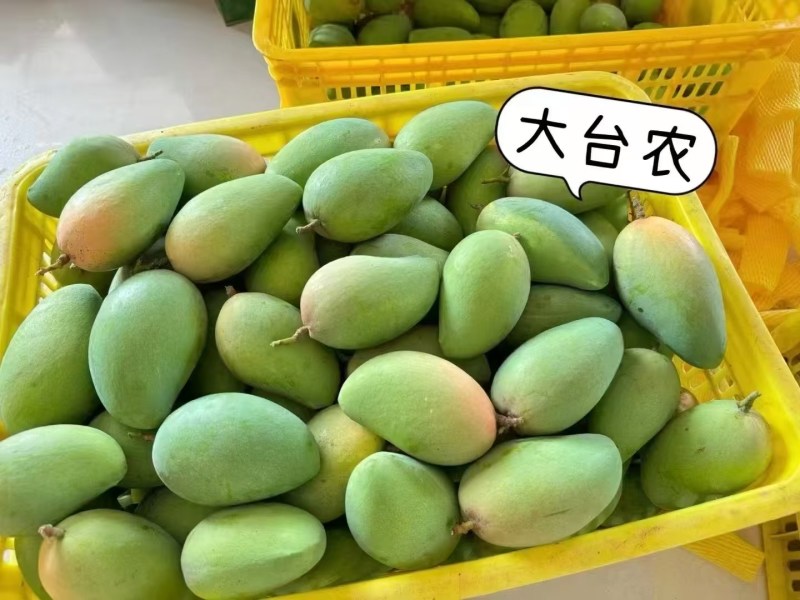 百色田东金煌芒果台农芒果贵妃芒果