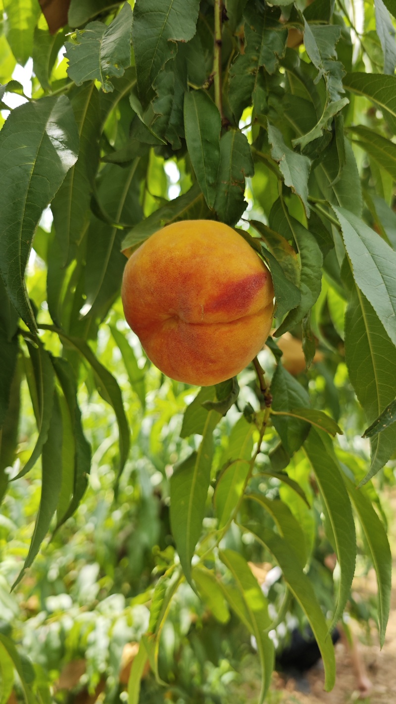 洛阳黄毛蟠，彩虹油潘