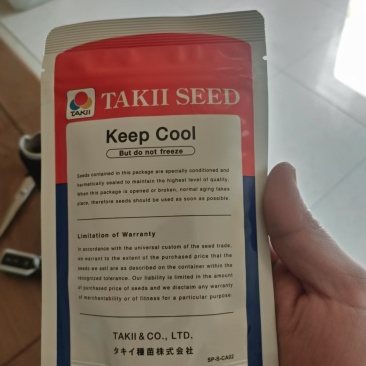 县级共富项目基地，包菜台湾技术员指导种植管理