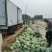 县级共富项目基地，包菜台湾技术员指导种植管理