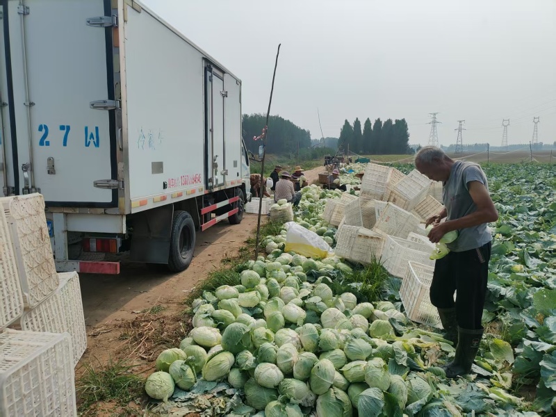 县级共富项目基地，包菜台湾技术员指导种植管理