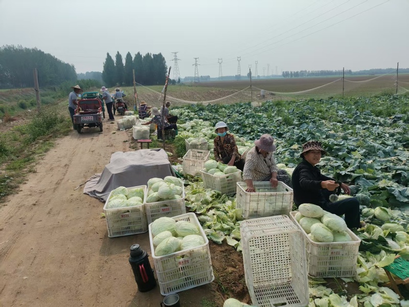 县级共富项目基地，包菜台湾技术员指导种植管理