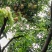 广东东莞樟木头观音绿荔枝