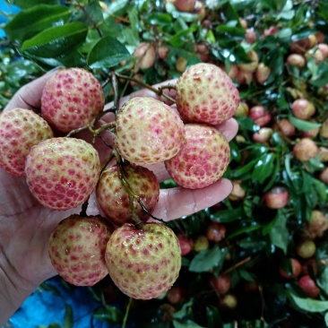 广东东莞樟木头观音绿荔枝