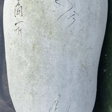 青皮和白皮冬瓜个重大约10至15公斤重