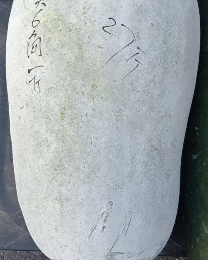 青皮和白皮冬瓜个重大约10至15公斤重
