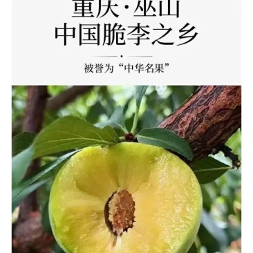 巫山脆李