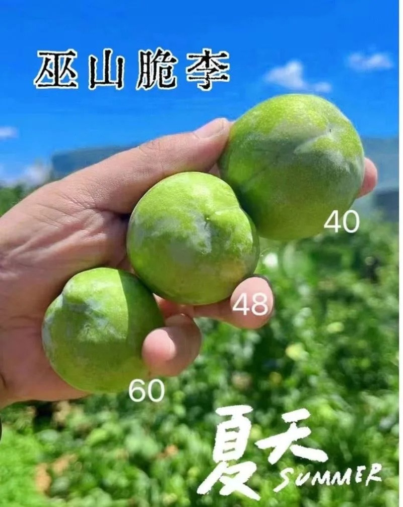 巫山脆李