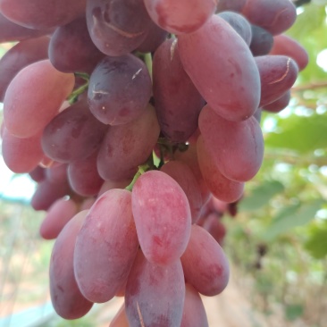 瓦房店裂口莎尔葡萄