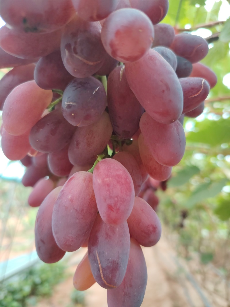 瓦房店裂口莎尔葡萄