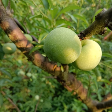 樱红李，五月脆，蜂糖李，