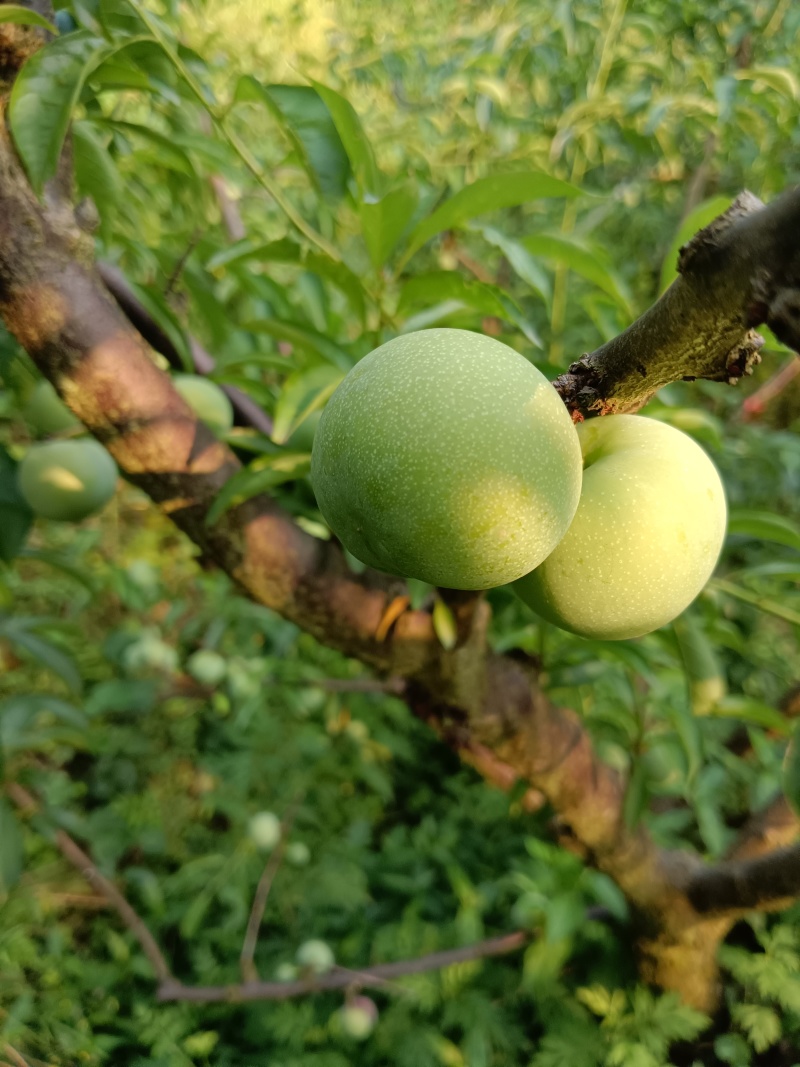 樱红李，五月脆，蜂糖李，
