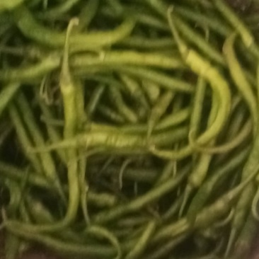 重庆线椒