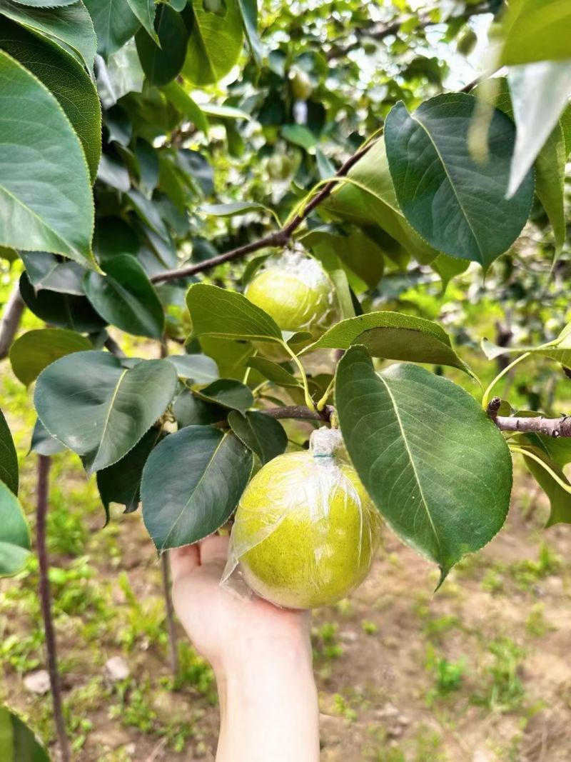 黄冠梨，鸭梨，新梨七号，秋月梨