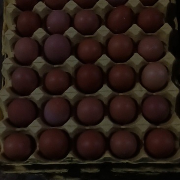 鸡蛋