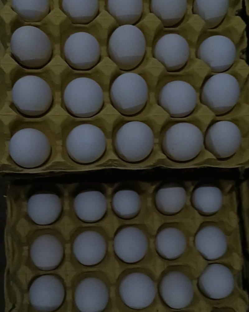 鸡蛋
