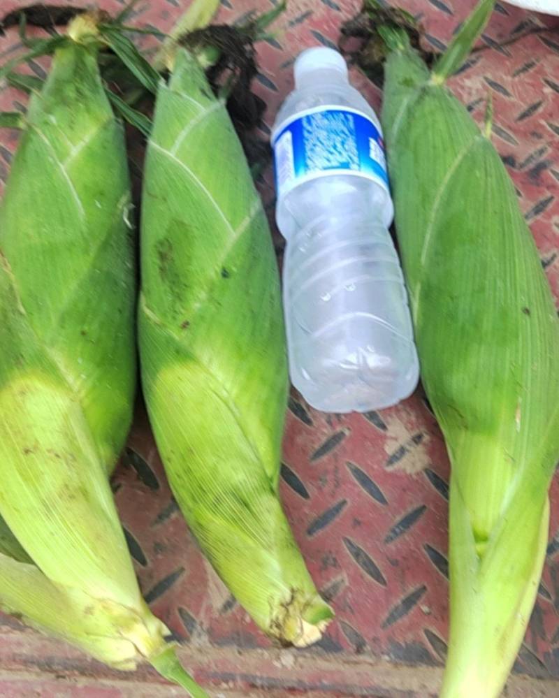 水果玉米