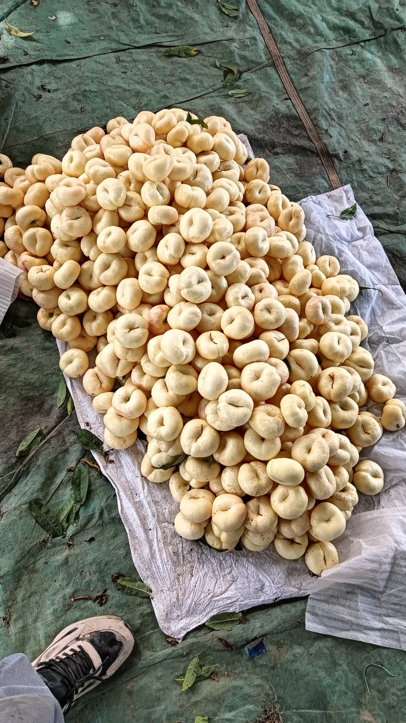 蒙阴蜜桃