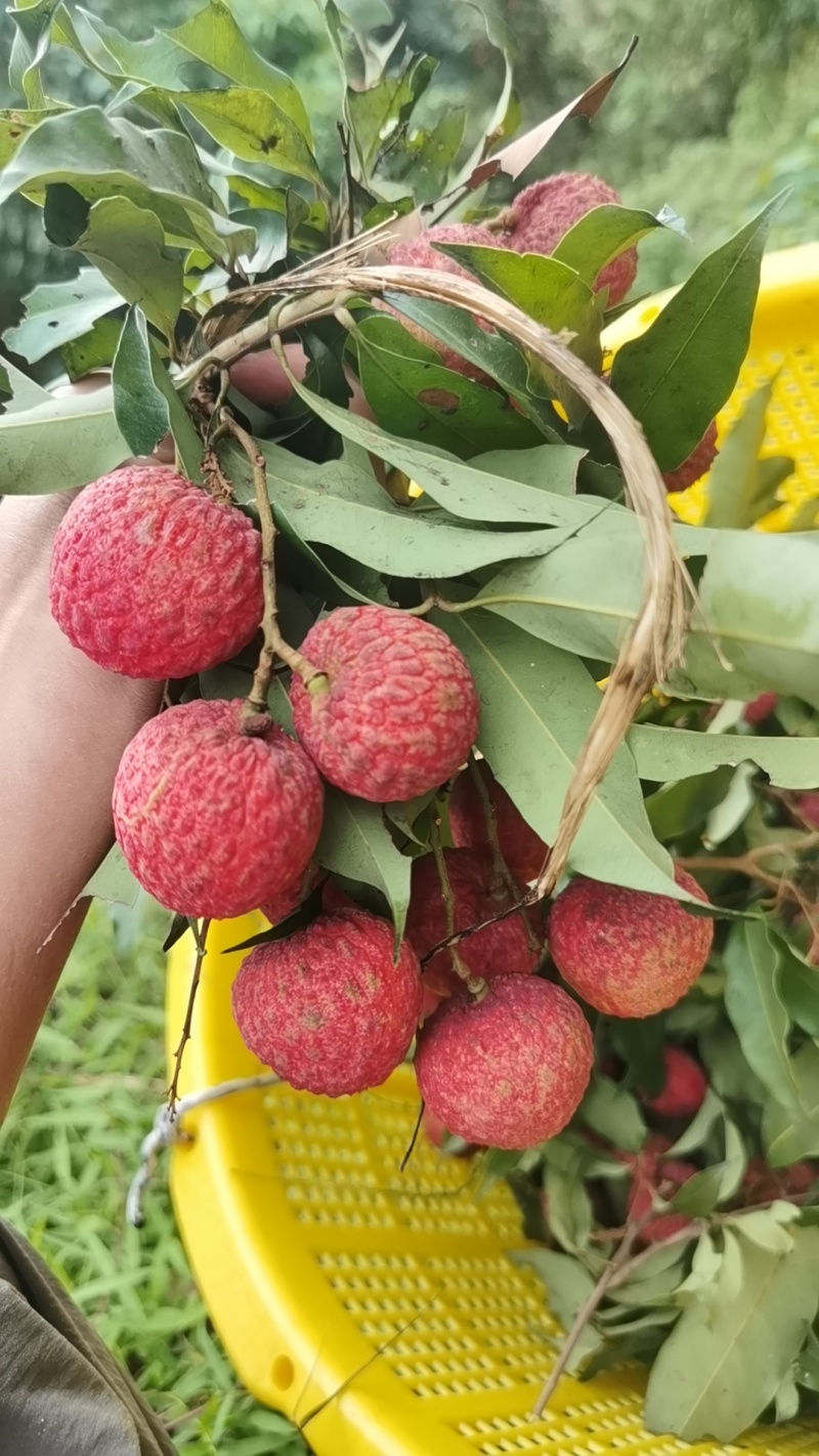 东莞荔枝