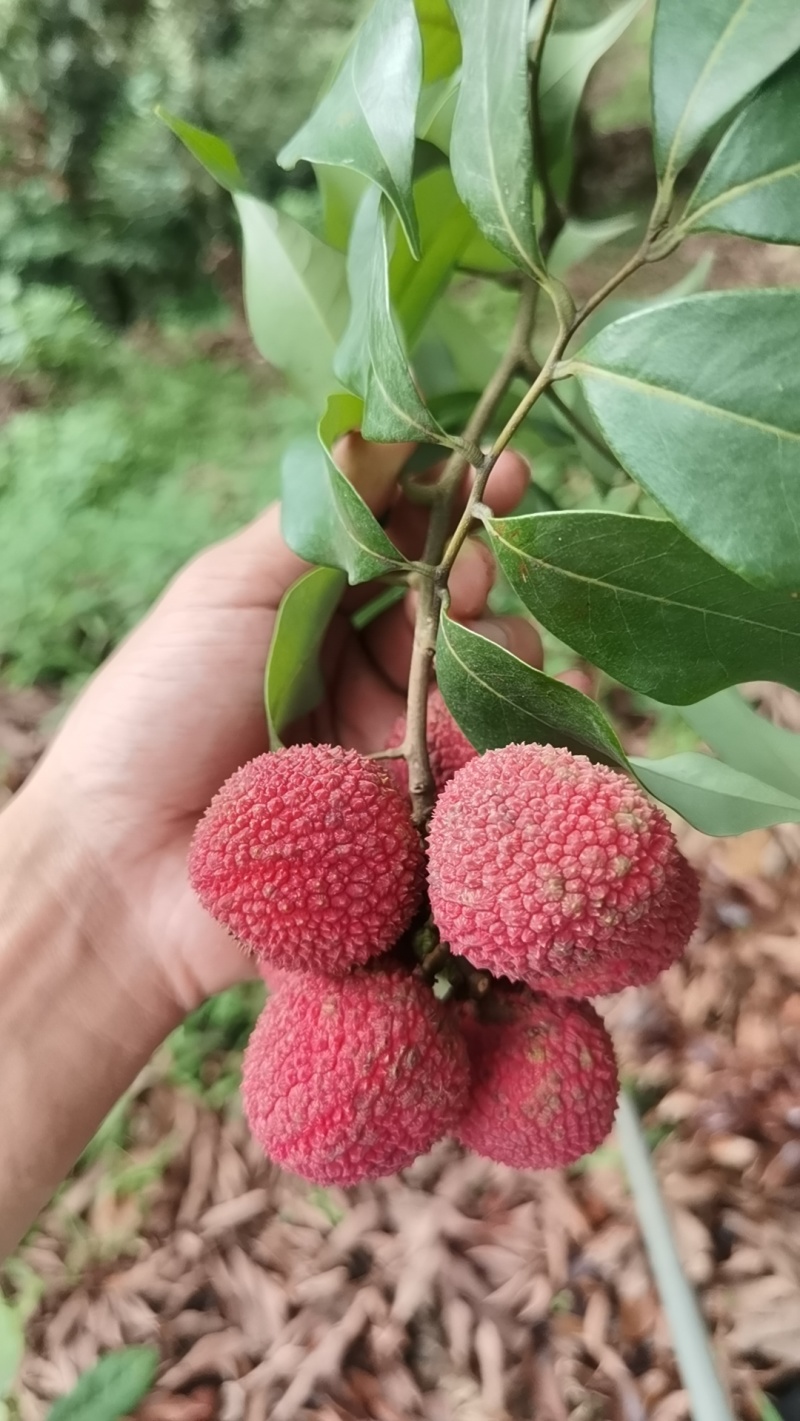 东莞荔枝
