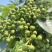 青花椒