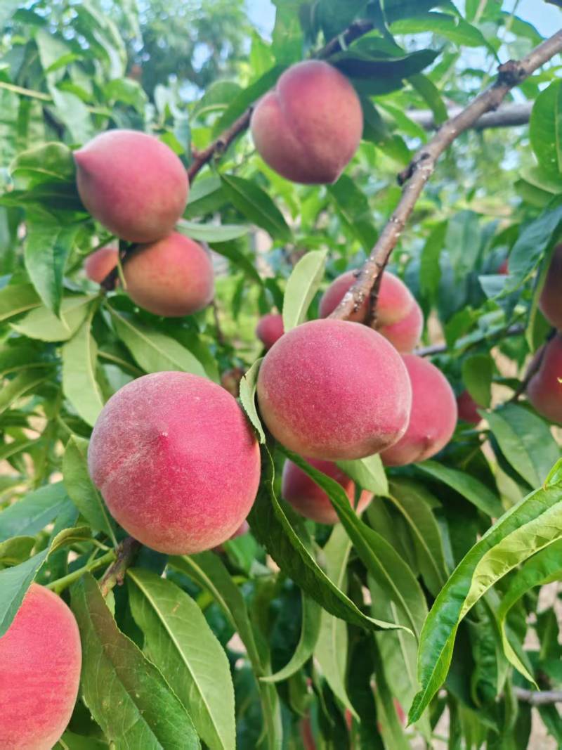 大凉山甜脆桃口感好果园现摘现发量大更优惠