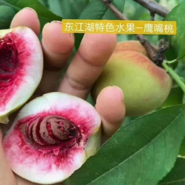 东江湖鹰嘴桃