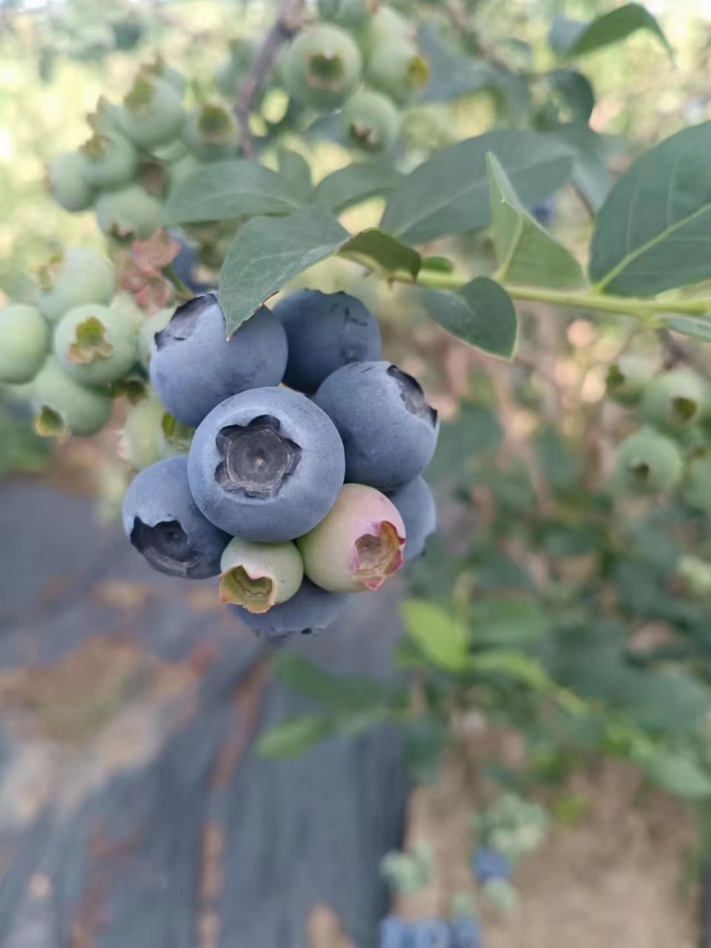 瑞卡蓝莓