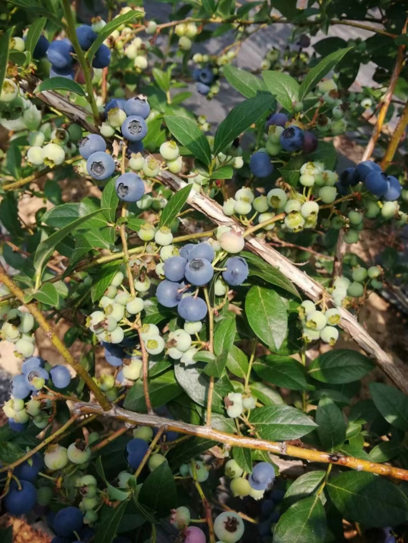瑞卡蓝莓