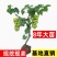 阳光玫瑰，巨峰，甜蜜蓝宝石，尼娜皇后，寒香蜜葡萄树苗