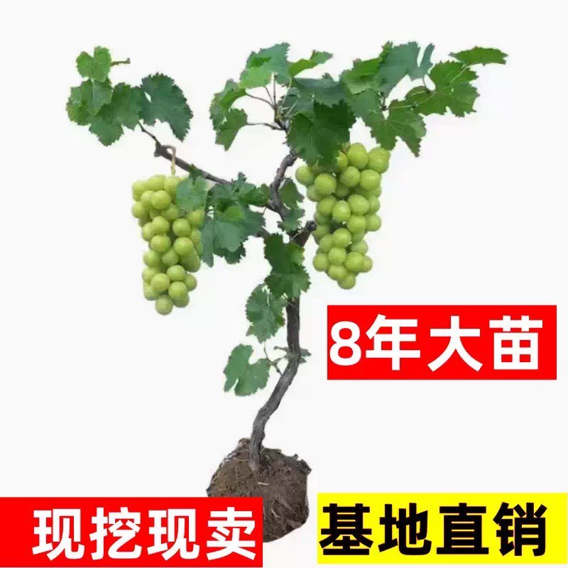 阳光玫瑰，巨峰，甜蜜蓝宝石，尼娜皇后，寒香蜜葡萄树苗