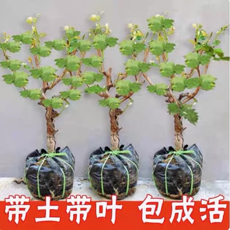阳光玫瑰，巨峰，甜蜜蓝宝石，尼娜皇后，寒香蜜葡萄树苗