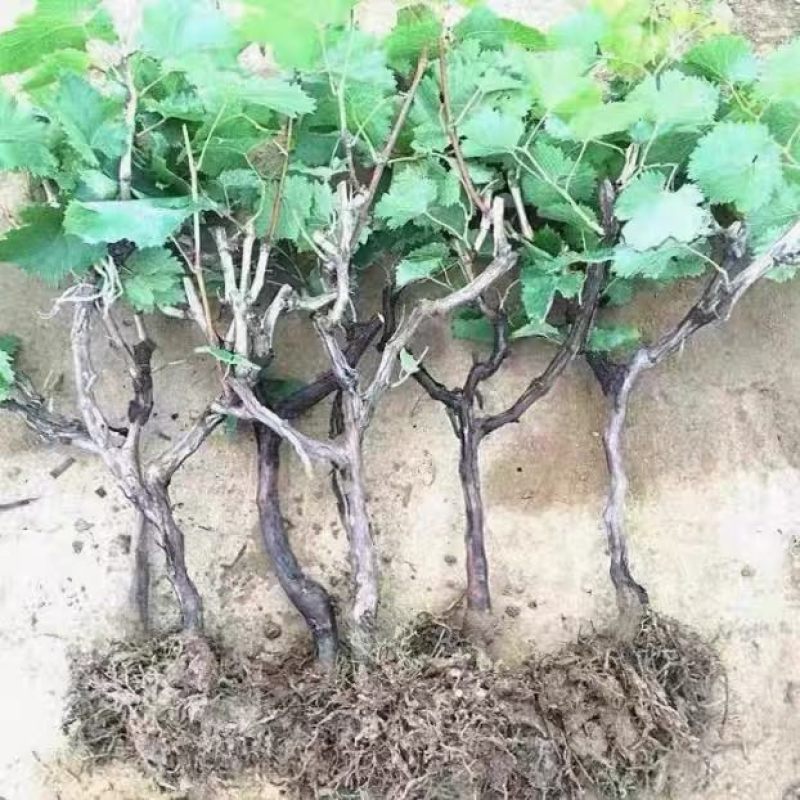 阳光玫瑰，巨峰，甜蜜蓝宝石，尼娜皇后，寒香蜜葡萄树苗