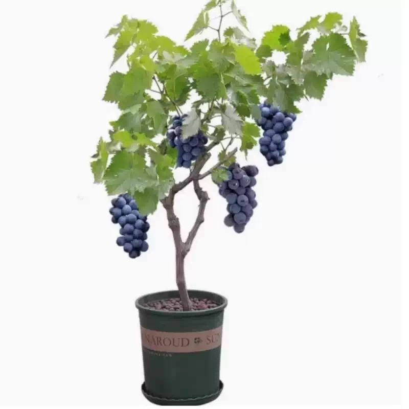 阳光玫瑰，巨峰，甜蜜蓝宝石，尼娜皇后，寒香蜜葡萄树苗