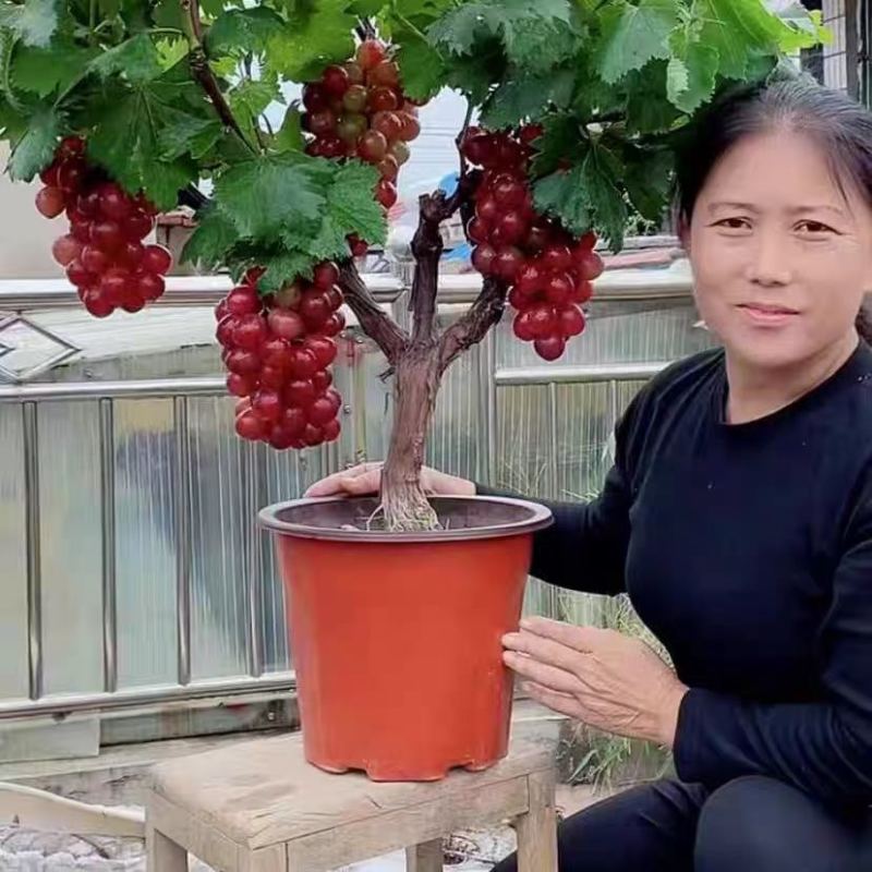 阳光玫瑰，巨峰，甜蜜蓝宝石，尼娜皇后，寒香蜜葡萄树苗