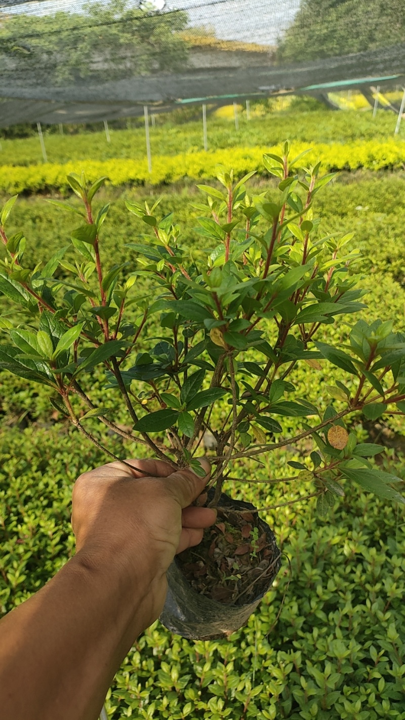 安酷杜鹃