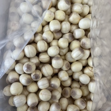 手工通芯白莲莲子草莲大量出售