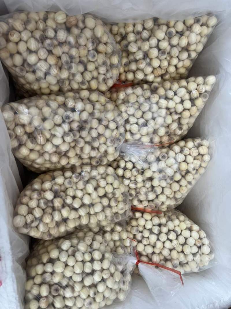 手工通芯白莲莲子草莲大量出售
