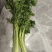10亩芹菜