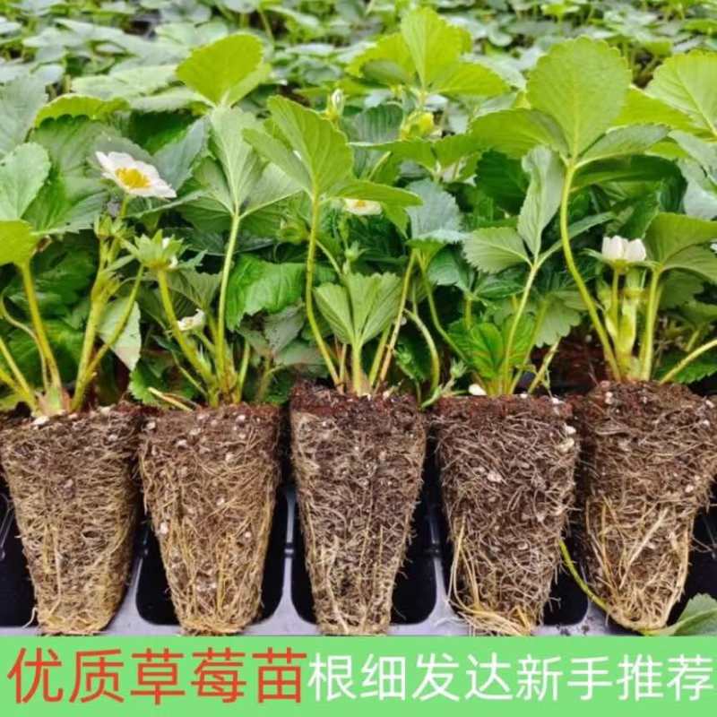 长丰草莓苗