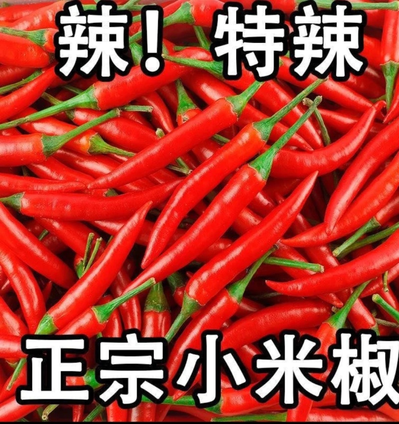 红色小米辣