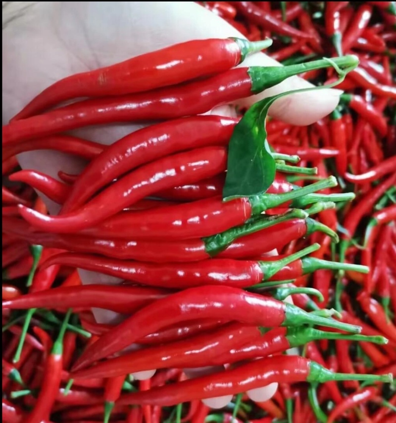 红色小米辣