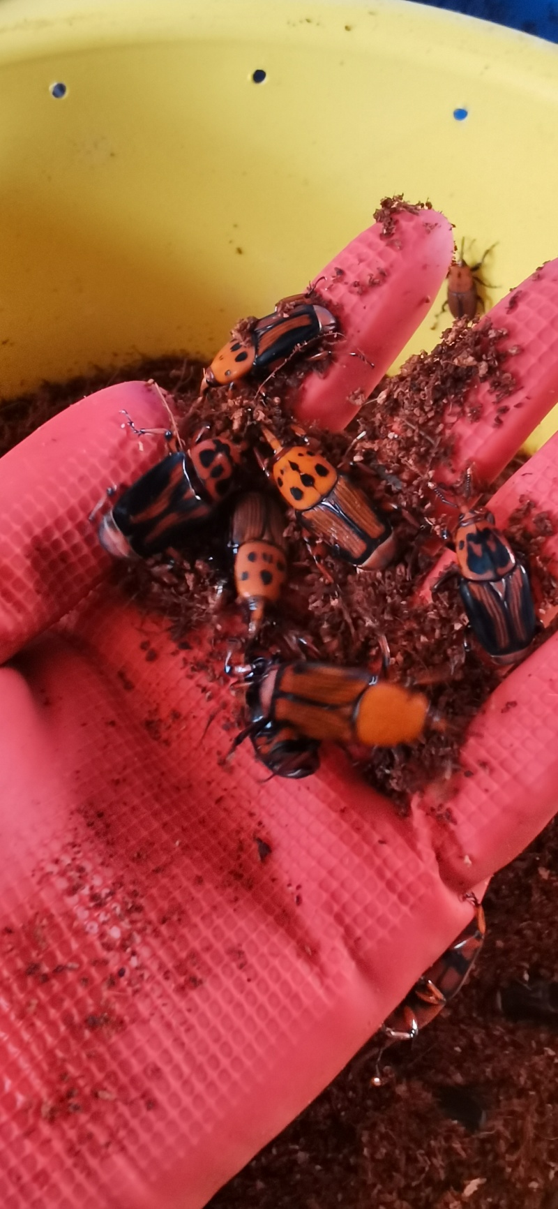 竹虫种苗虫种甲壳虫