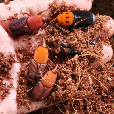 竹虫种苗虫种甲壳虫