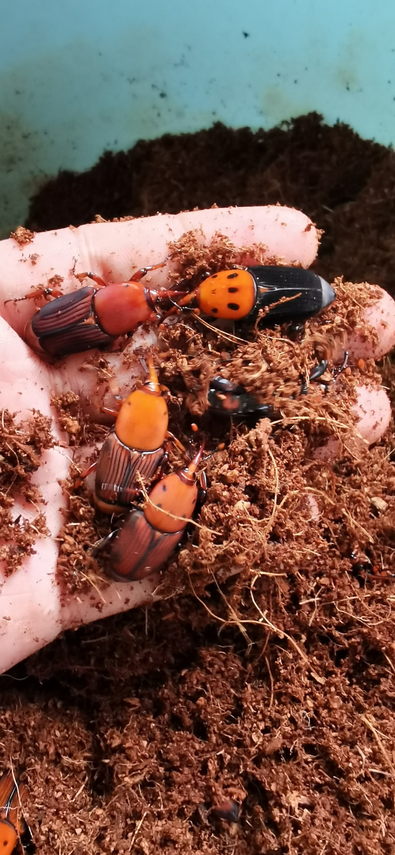 竹虫种苗虫种甲壳虫