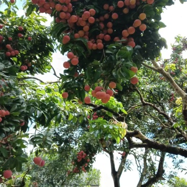 广东荔枝白蜡批发可以过来现摘