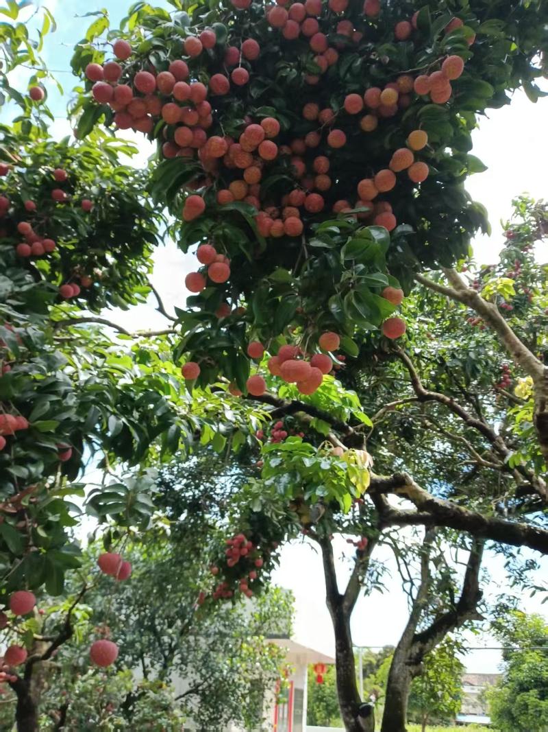 广东荔枝白蜡批发可以过来现摘