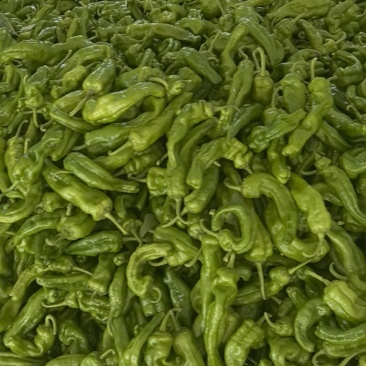 青椒