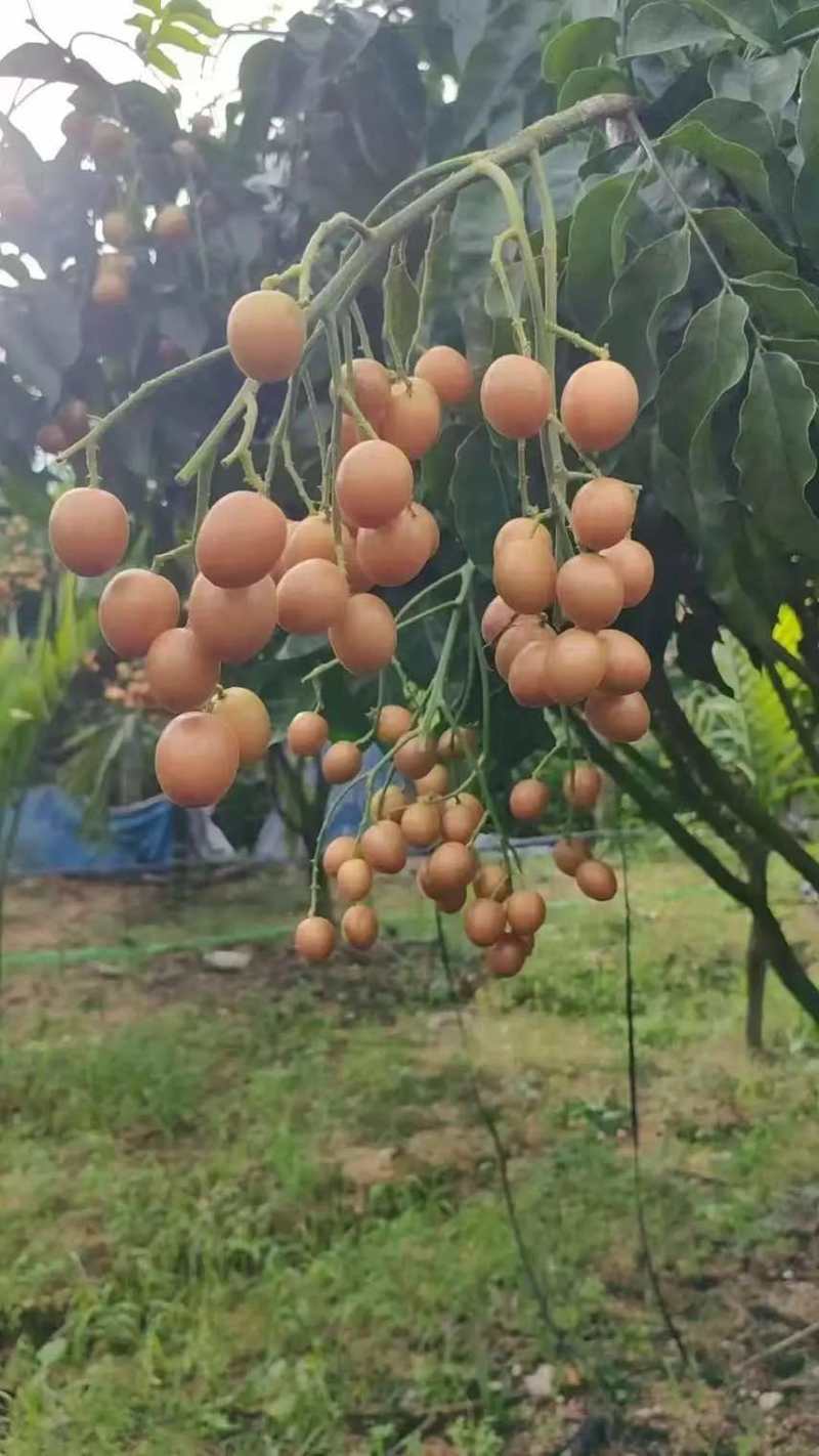 高州鸡心黄皮